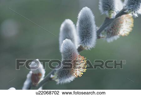 Pussy Willow View Large Photo Image Stock Image - Pussy Willow. Fotosearch
