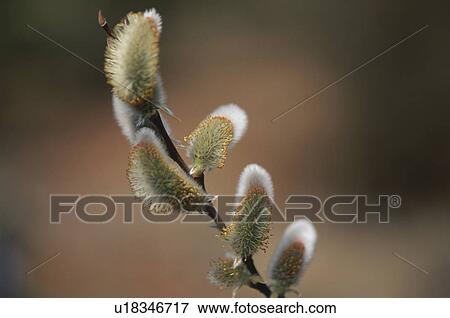 Stock Photo - Pussy Willow. Fotosearch