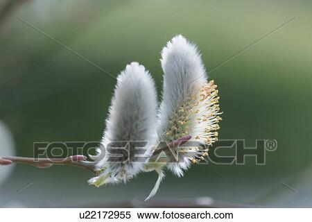 Pussy Willow View Large Photo Image Stock Photography - Pussy Willow. Fotosearch