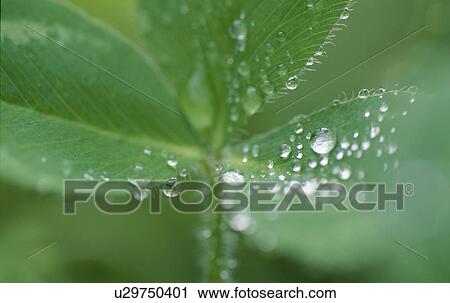 Rain On Leaves View Large Photo Image Stock Image - Rain On Leaves. Fotosearch