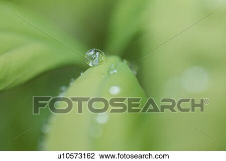 Raindrop On Leaf View Large Photo Image Stock Image - Raindrop On Leaf. Fotosearch