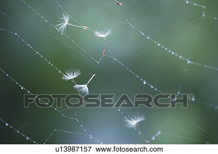 Seeds In Spider Web View Large Photo Image Stock Photo - Seeds In Spider Web. Fotosearch