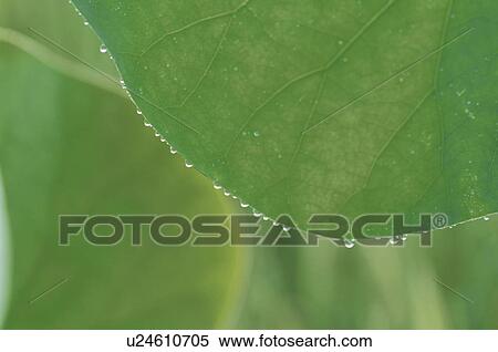 Stock Photography - The Leaf Of A Lotus. Fotosearch