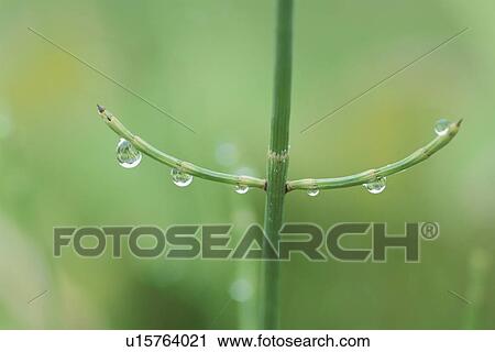 Stock Image - Tree And Waterdrop. Fotosearch