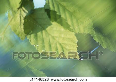 Stock Photograph - Water Droplet On Leaf. Fotosearch