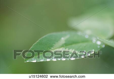 Stock Image - Water Droplets On Leaf. Fotosearch