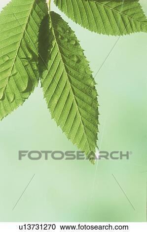 Water Droplets On Leaves View Large Photo Image Stock Image - Water Droplets On Leaves. Fotosearch