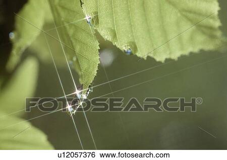Water Droplets On Leaves View Large Photo Image Stock Photograph - Water Droplets On Leaves. Fotosearch
