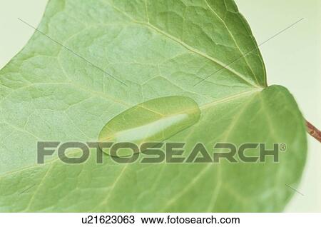 Stock Image - Water On Leaf. Fotosearch
