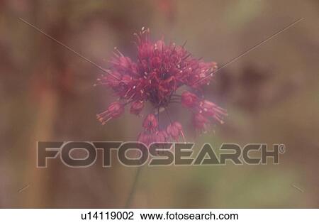 Cluster Of Pink Flowers View Large Photo Image Stock Image - Cluster Of Pink Flowers. Fotosearch