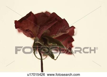Stock Photograph - Dried Rose. Fotosearch