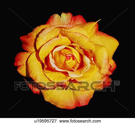 Stock Photo - Orange Flower. Fotosearch