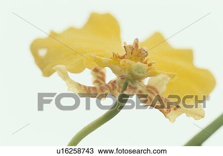 Petal Of Yellow Flower View Large Photo Image Stock Image - Petal Of Yellow Flower. Fotosearch