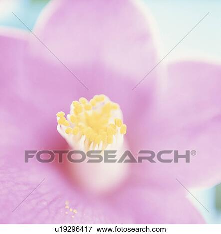 Stock Photo - Pink Camellia. Fotosearch
