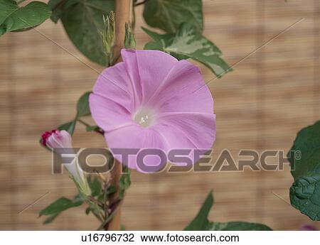 Pink Morning Glory View Large Photo Image Stock Image - Pink Morning Glory. Fotosearch