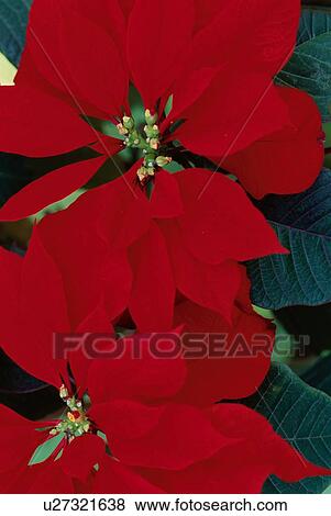 Stock Photo - Poinsettia. Fotosearch