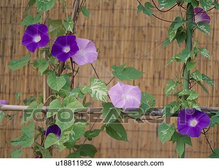 Purple Morning Glories View Large Photo Image Stock Image - Purple Morning Glories. Fotosearch