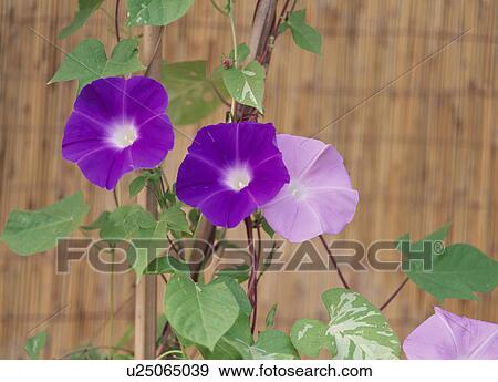 Purple Morning Glories View Large Photo Image Stock Photo - Purple Morning Glories. Fotosearch