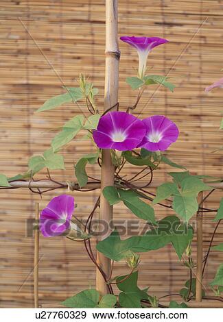 Purple Morning Glories View Large Photo Image Stock Photo - Purple Morning Glories. Fotosearch