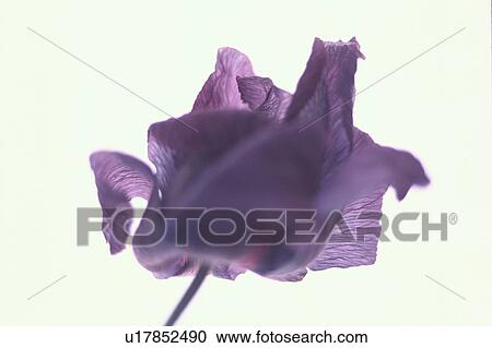 Purple Rose View Large Photo Image Stock Image - Purple Rose. Fotosearch
