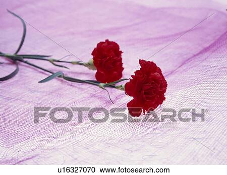 Red Carnations View Large Photo Image Stock Image - Red Carnations. Fotosearch
