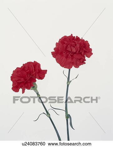 Red Carnations View Large Photo Image Stock Image - Red Carnations. Fotosearch