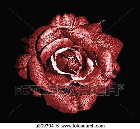 Red Flower View Large Photo Image Stock Photograph - Red Flower. Fotosearch