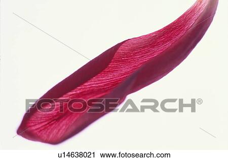 Red Petal View Large Photo Image Stock Image - Red Petal. Fotosearch