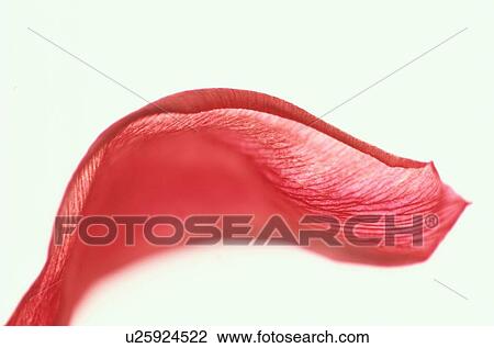 Stock Image - Red Petal. Fotosearch