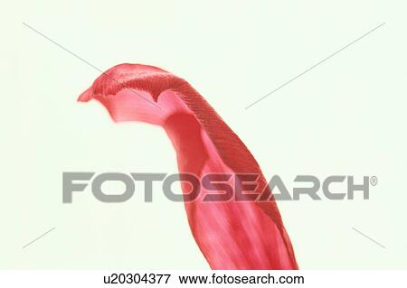 Stock Photo - Red Petal. Fotosearch