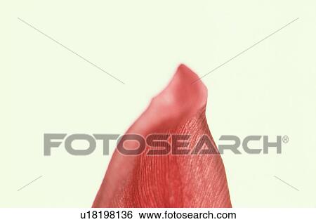 Stock Photograph - Red Petal. Fotosearch