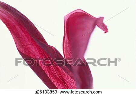 Stock Photo - Red Petals. Fotosearch