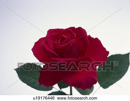 Red Rose View Large Photo Image Stock Photograph - Red Rose. Fotosearch