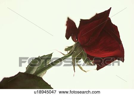 Stock Photo - Stem Of Rose. Fotosearch