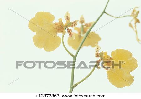 Stem Of Yellow Flowers View Large Photo Image Stock Image - Stem Of Yellow Flowers. Fotosearch