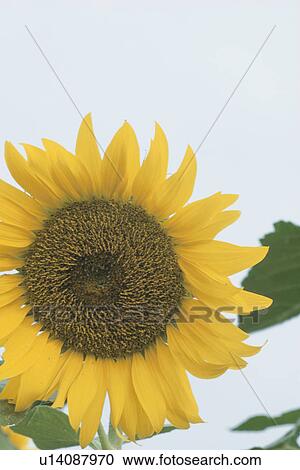 Stock Image - Sunflower. Fotosearch