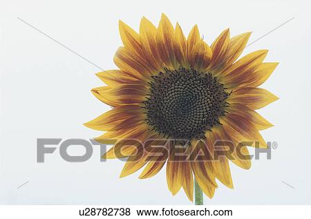 Stock Photo - Sunflower. Fotosearch