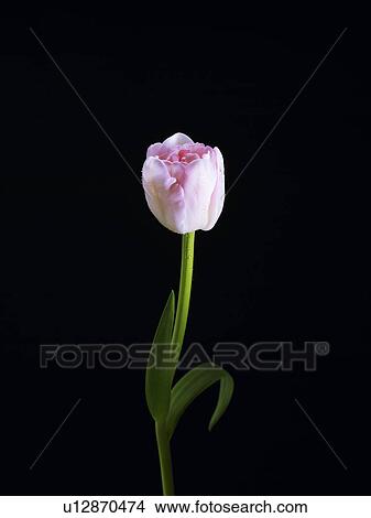 Picture - Tulip. Fotosearch