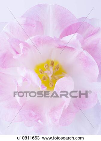 Stock Image - Tulip. Fotosearch