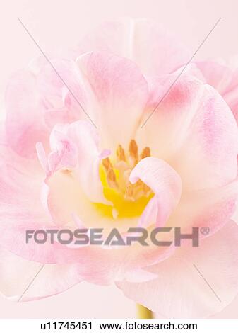 Tulip View Large Photo Image Stock Image - Tulip. Fotosearch