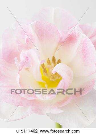 Stock Image - Tulip. Fotosearch