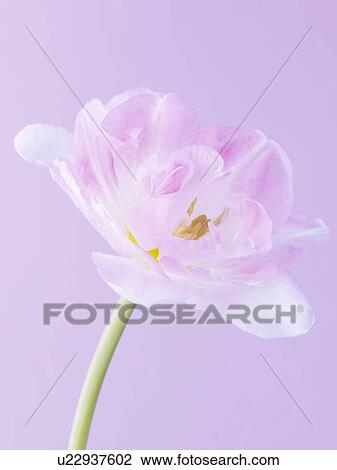 Stock Image - Tulip. Fotosearch
