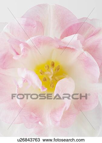 Tulip View Large Photo Image Stock Image - Tulip. Fotosearch