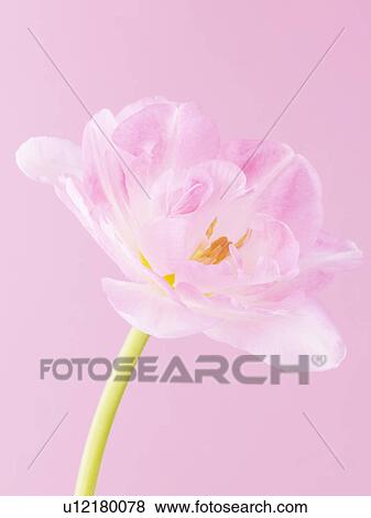 Tulip View Large Photo Image Stock Photo - Tulip. Fotosearch