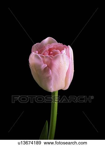 Stock Photo - Tulip. Fotosearch