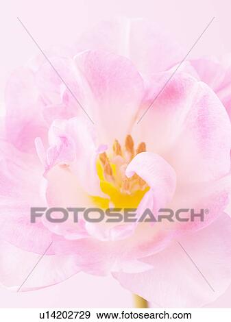Stock Photo - Tulip. Fotosearch