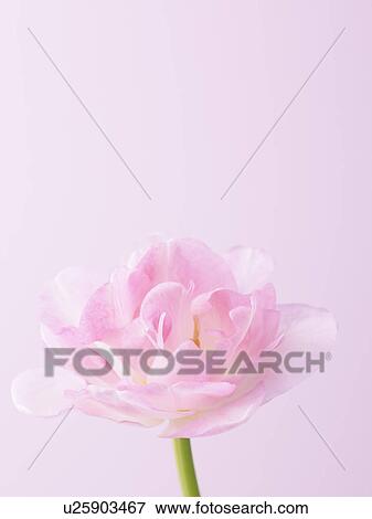 Tulip View Large Photo Image Stock Photo - Tulip. Fotosearch