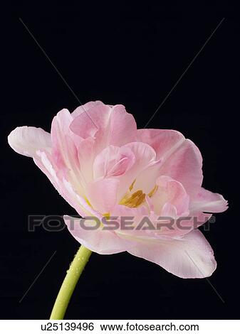 Tulip View Large Photo Image Stock Photograph - Tulip. Fotosearch