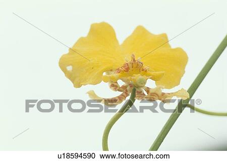 Yellow Flower View Large Photo Image Stock Image - Yellow Flower. Fotosearch