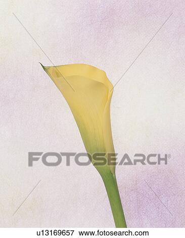 Stock Photo - Yellow Flower. Fotosearch